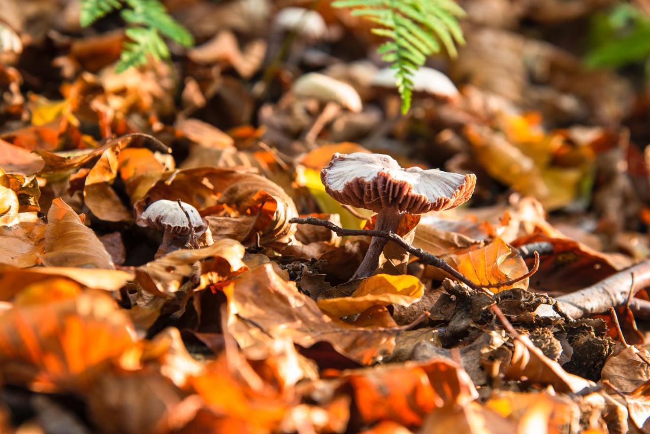 Luxe Bosvilla De Paradijsvogel Rijs Luaran gambar